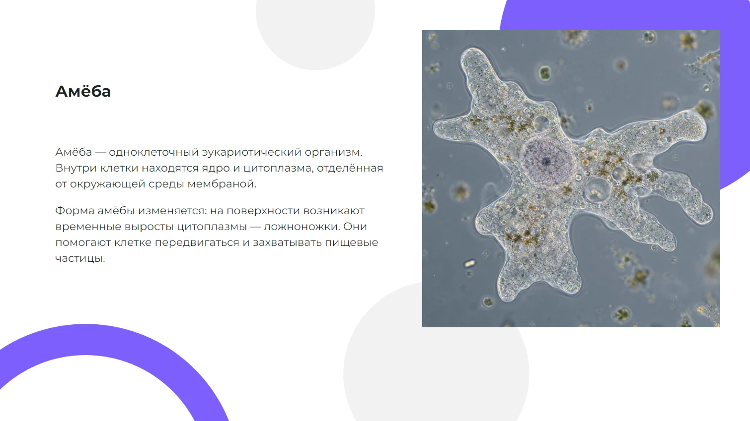 Амёба - готовая презентация по биологии