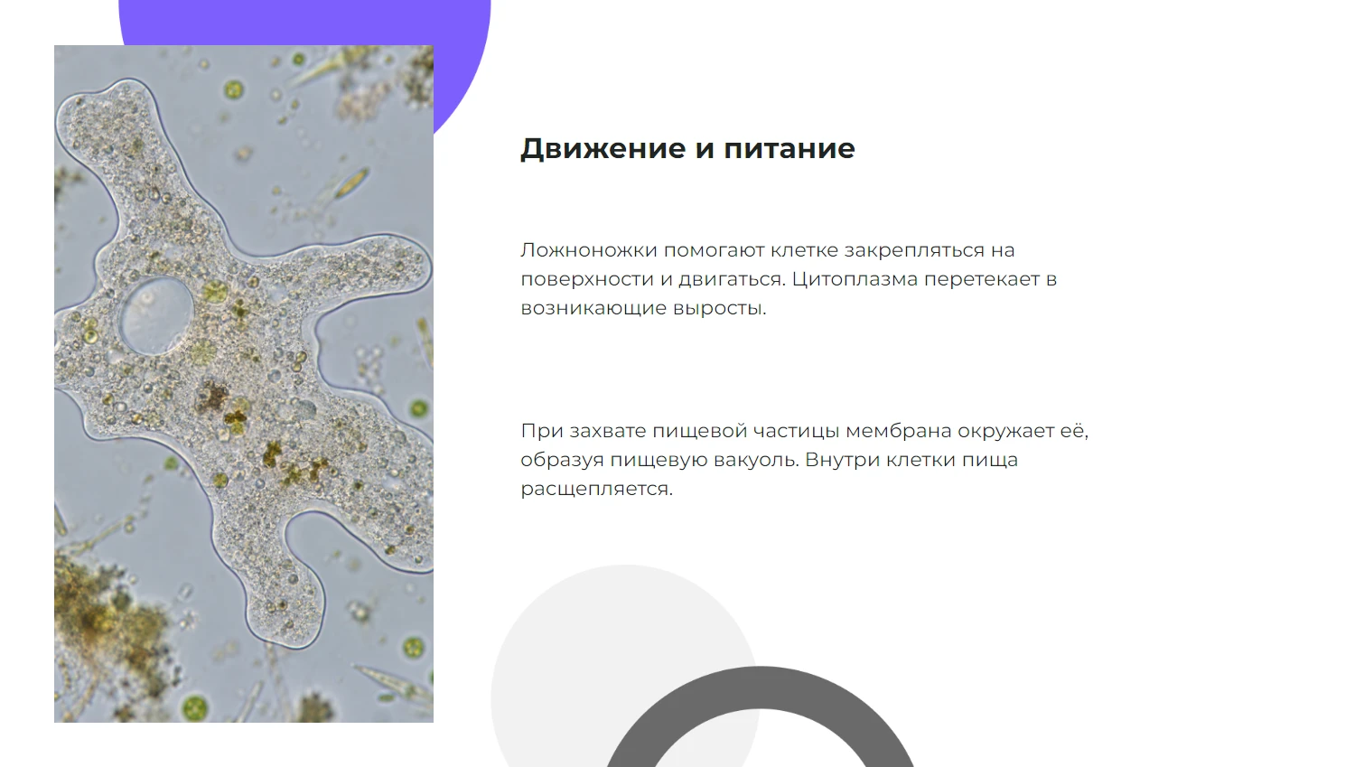 Движение и питание