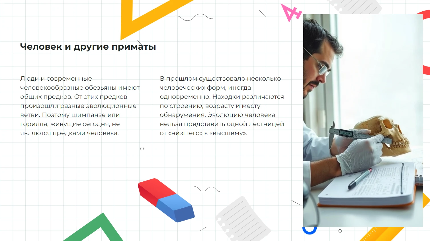 Человек и другие приматы