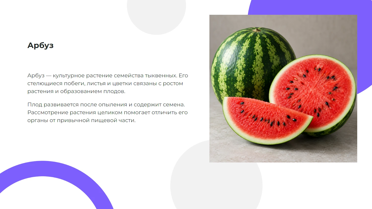 Арбуз - готовая презентация по биологии