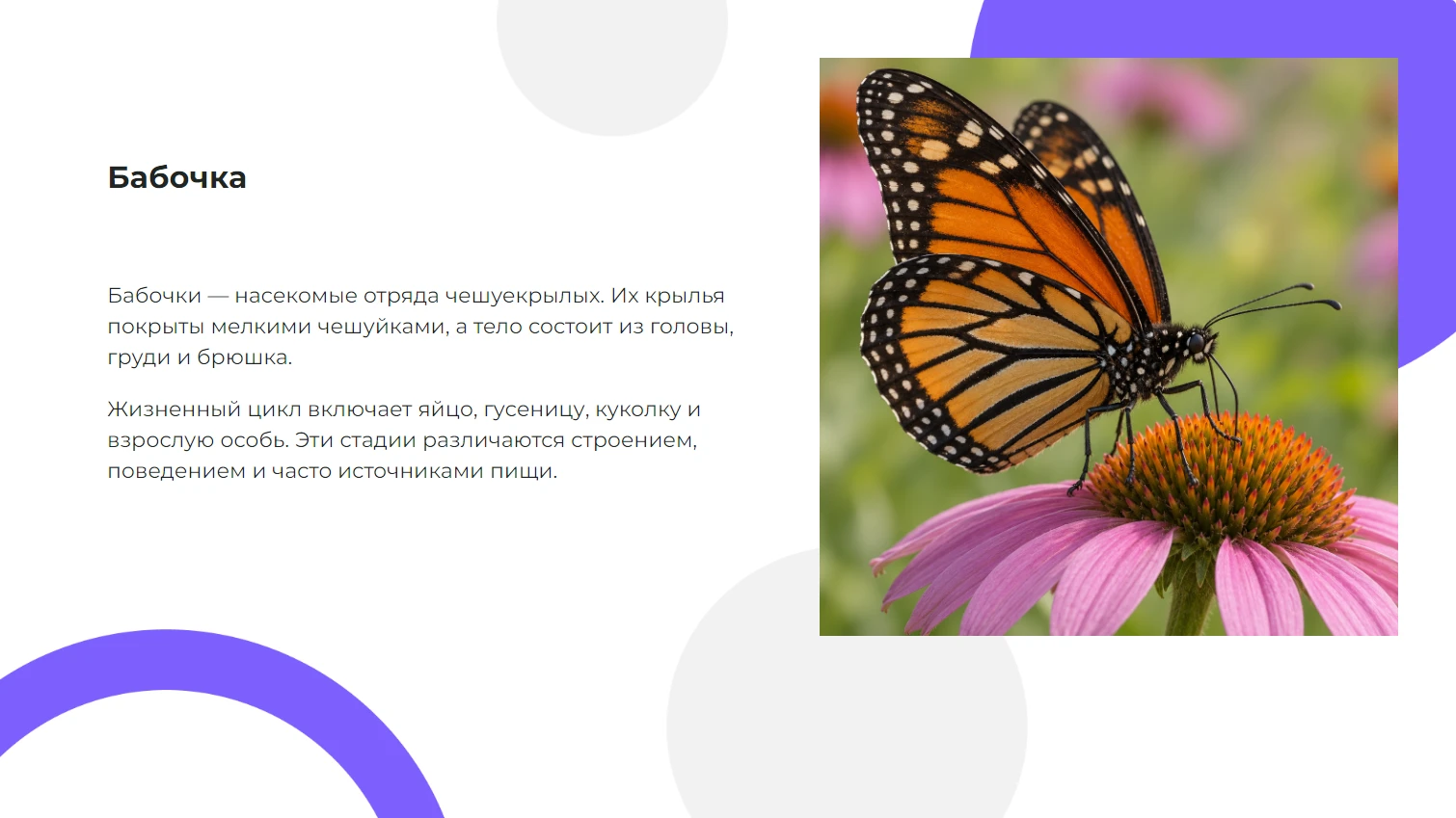 Бабочка - готовая презентация по биологии