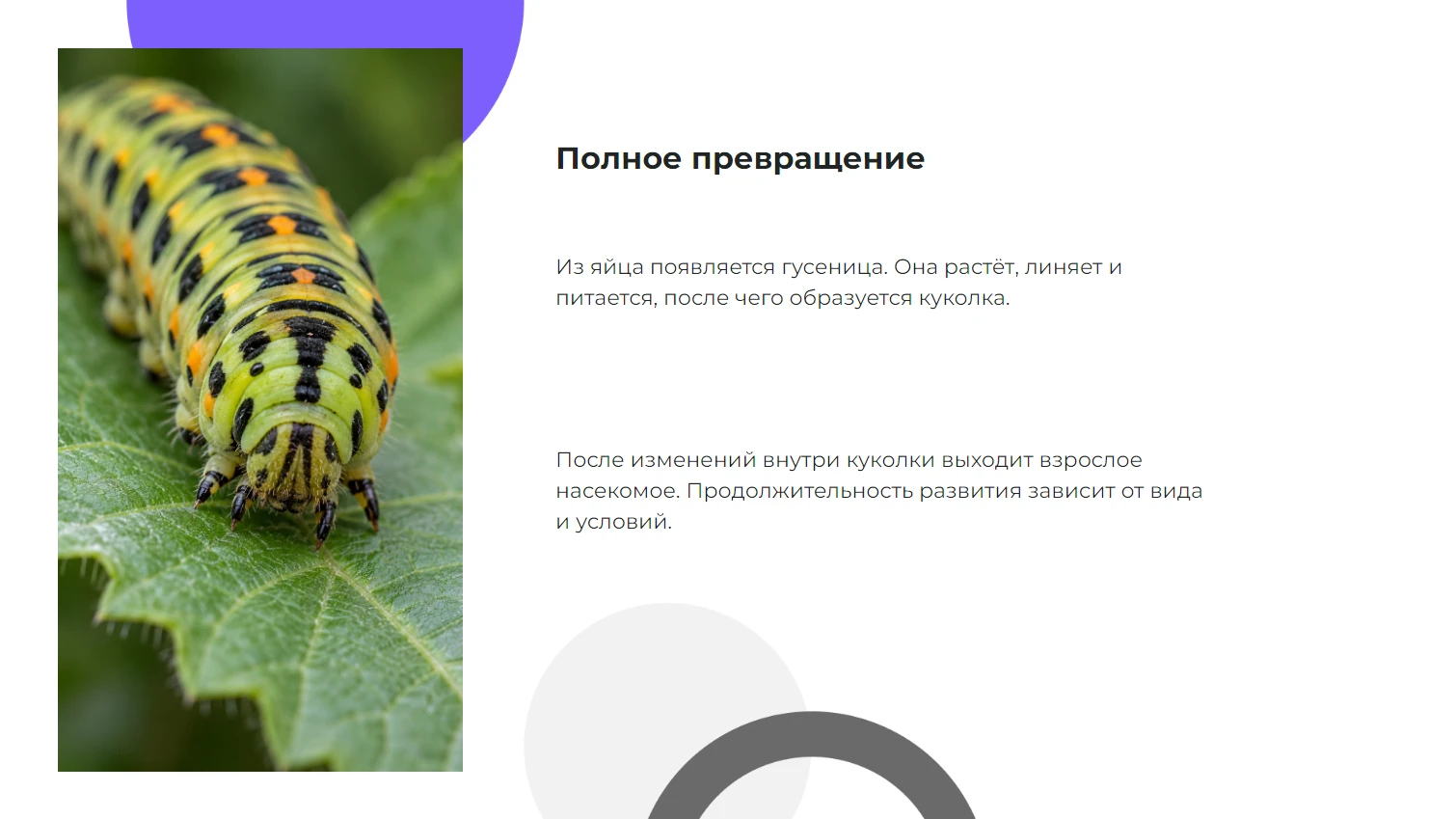 Полное превращение