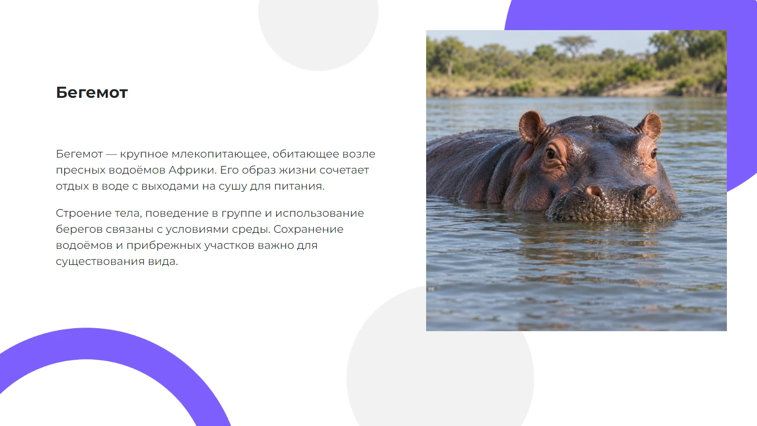 Бегемот