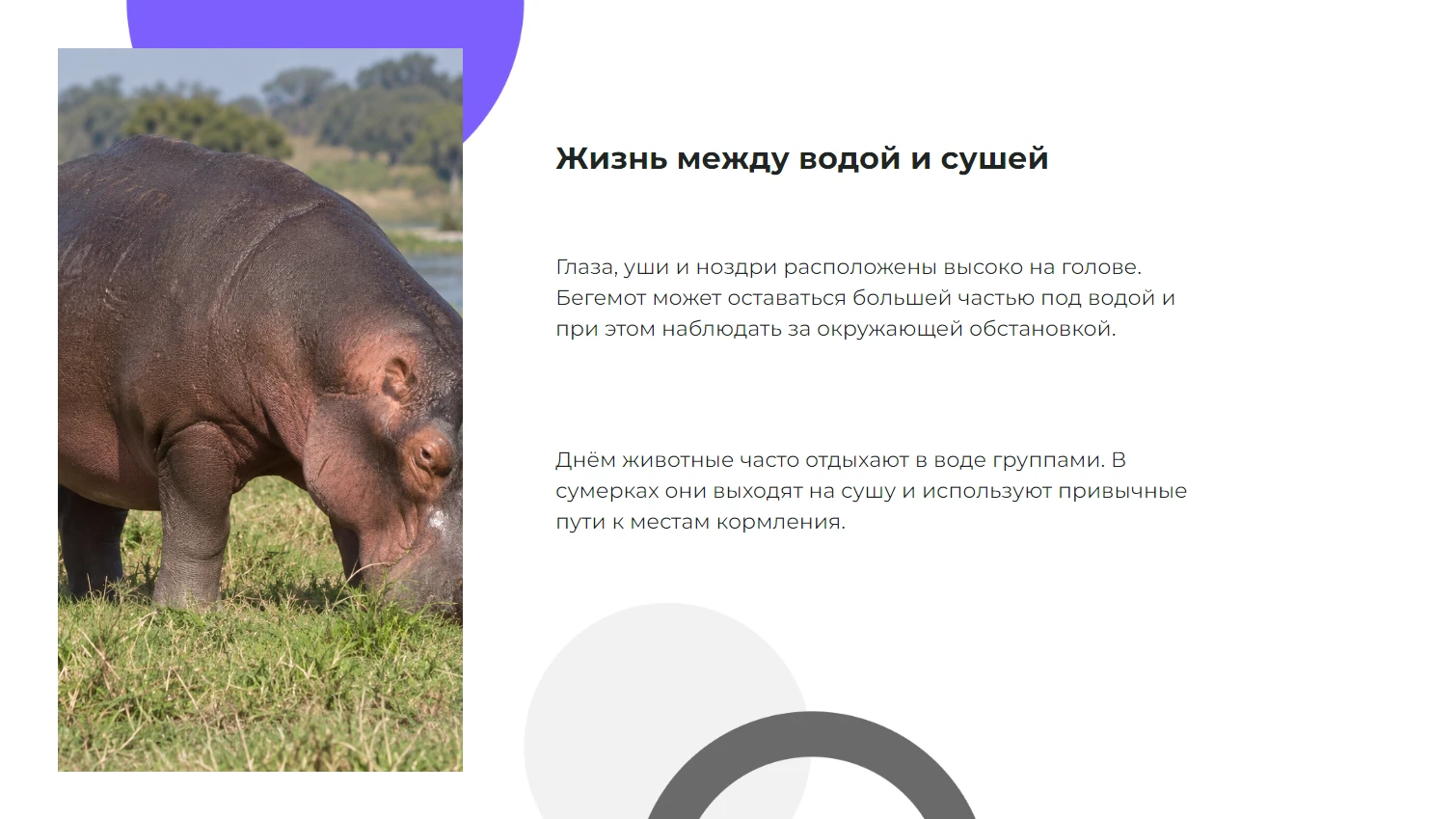 Жизнь между водой и сушей