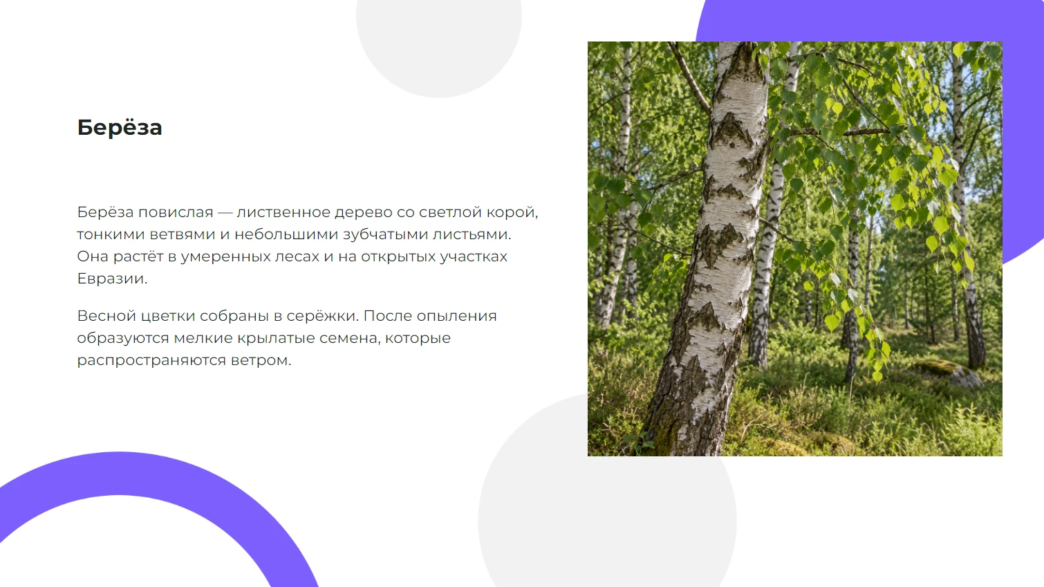 Берёза - готовая презентация по биологии