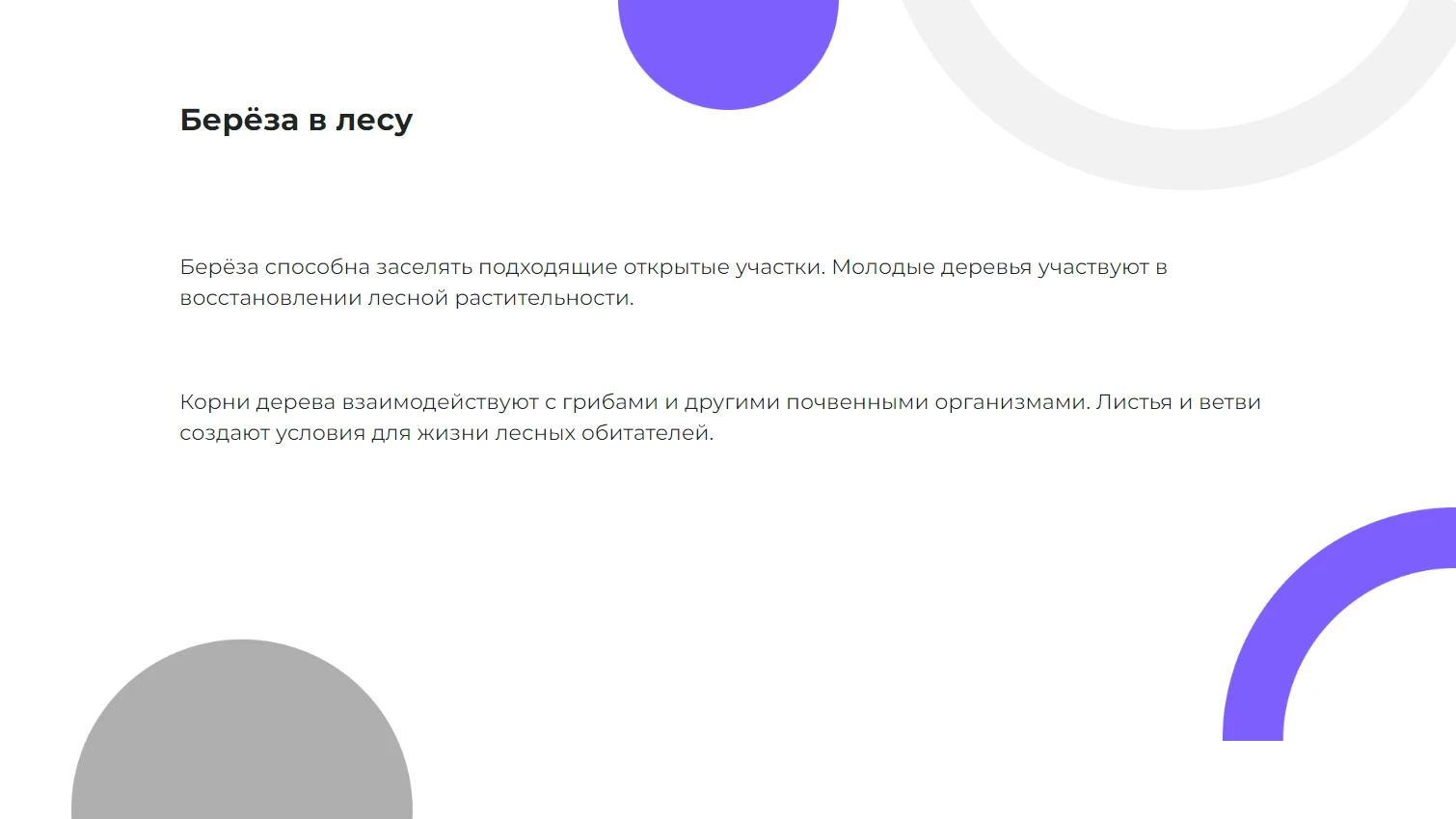 Берёза в лесу