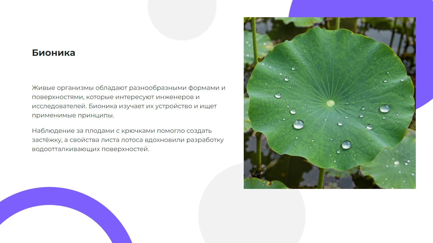 Бионика
