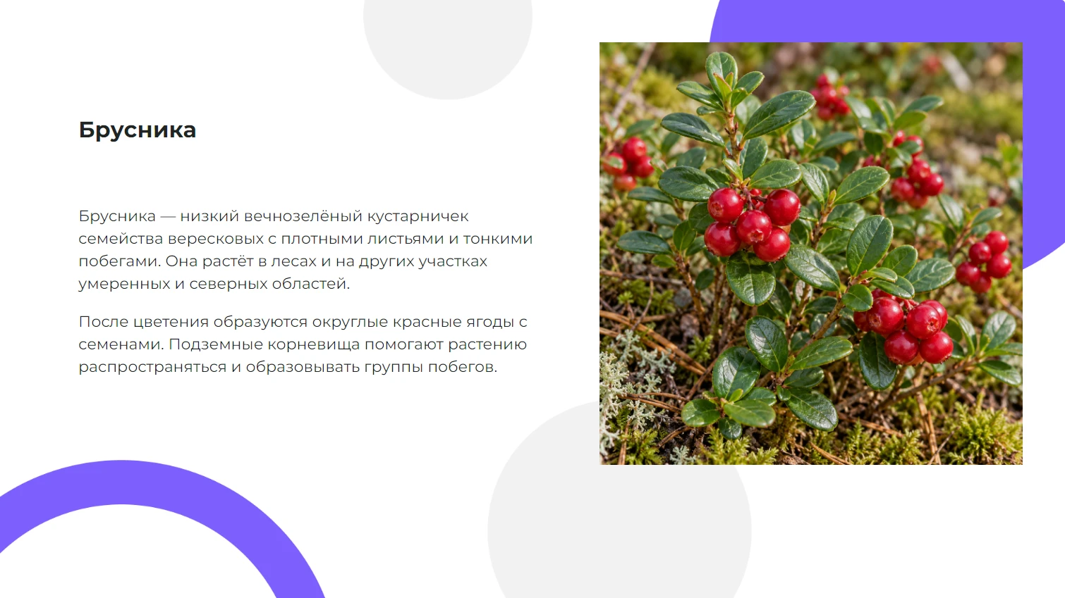 Брусника - готовая презентация по биологии