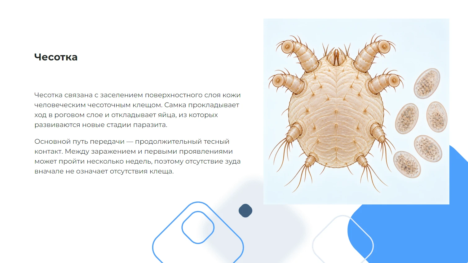 Чесотка - готовая учебная презентация