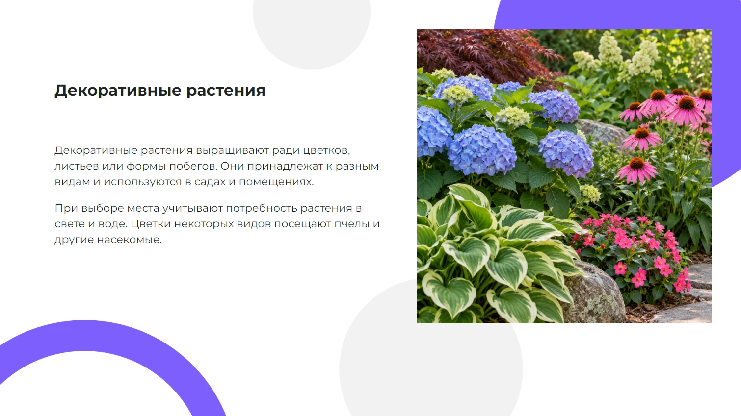 Декоративные растения - готовая презентация по биологии