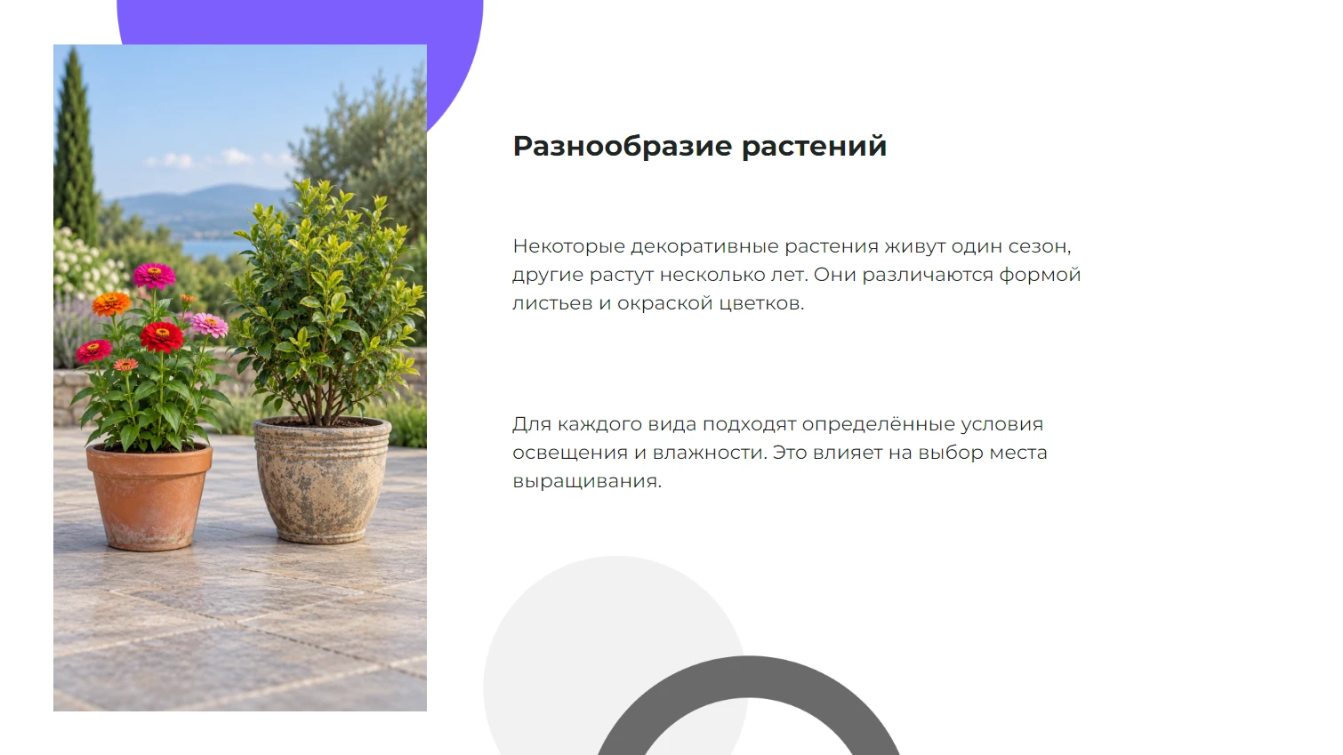 Разнообразие растений