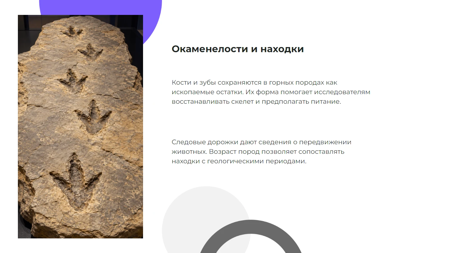 Окаменелости и находки