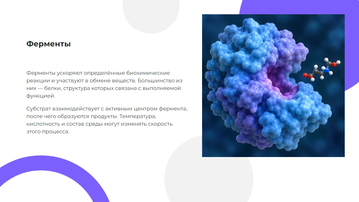 Ферменты