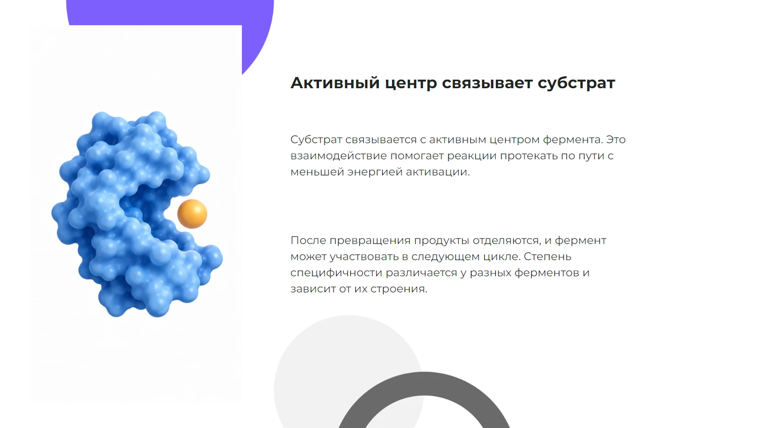 Активный центр связывает субстрат