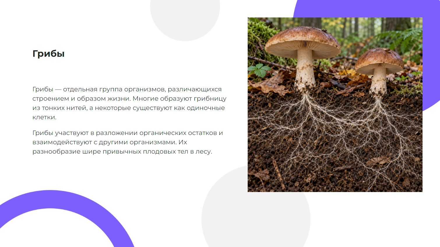 Грибы