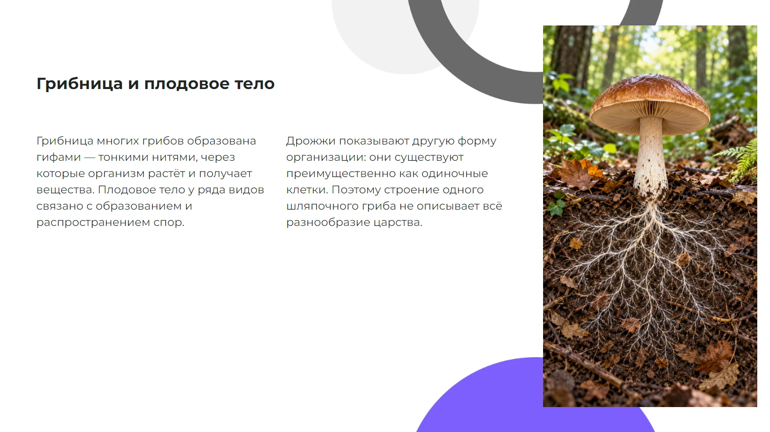 Грибница и плодовое тело