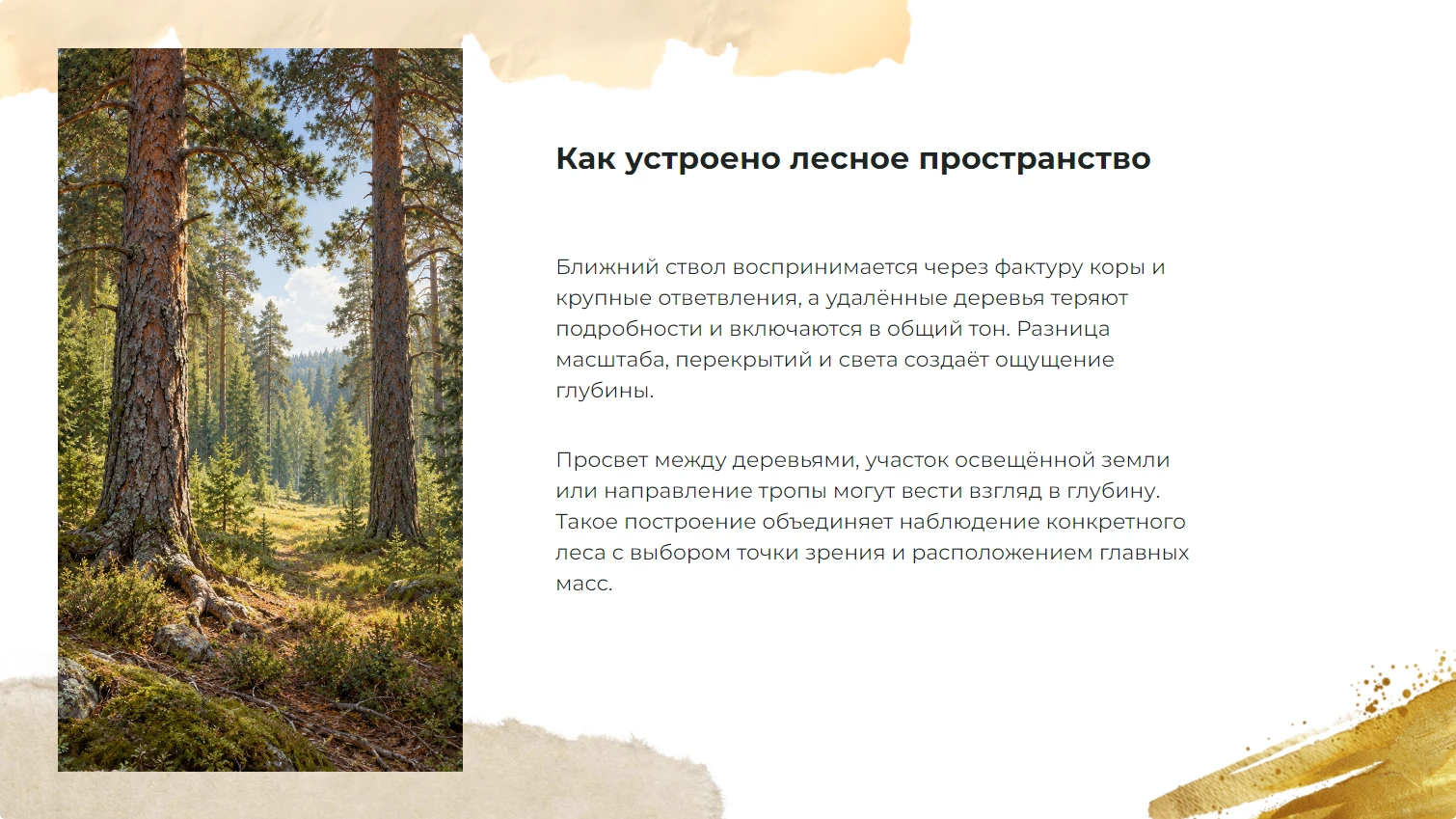 Как устроено лесное пространство