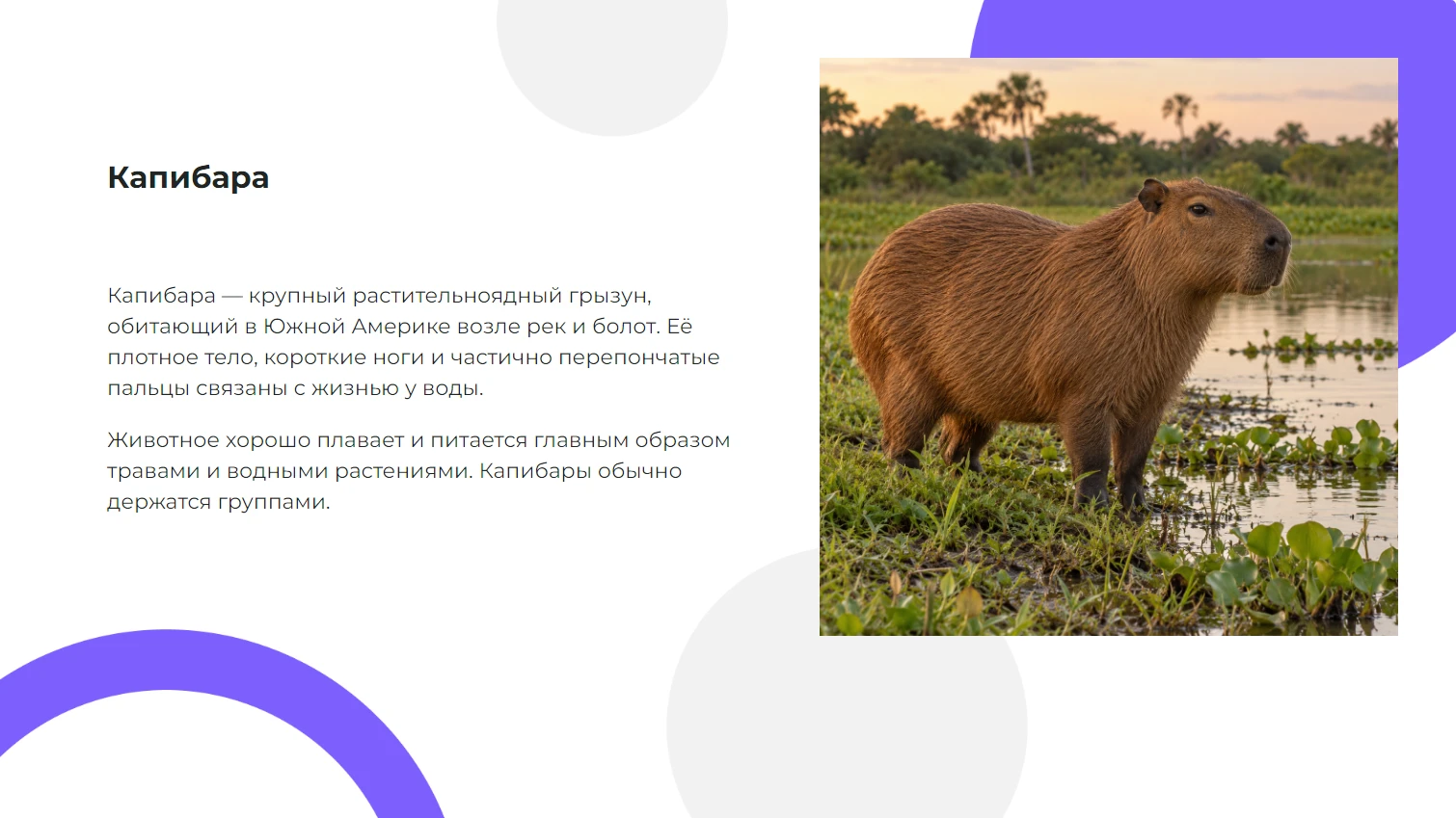 Капибара