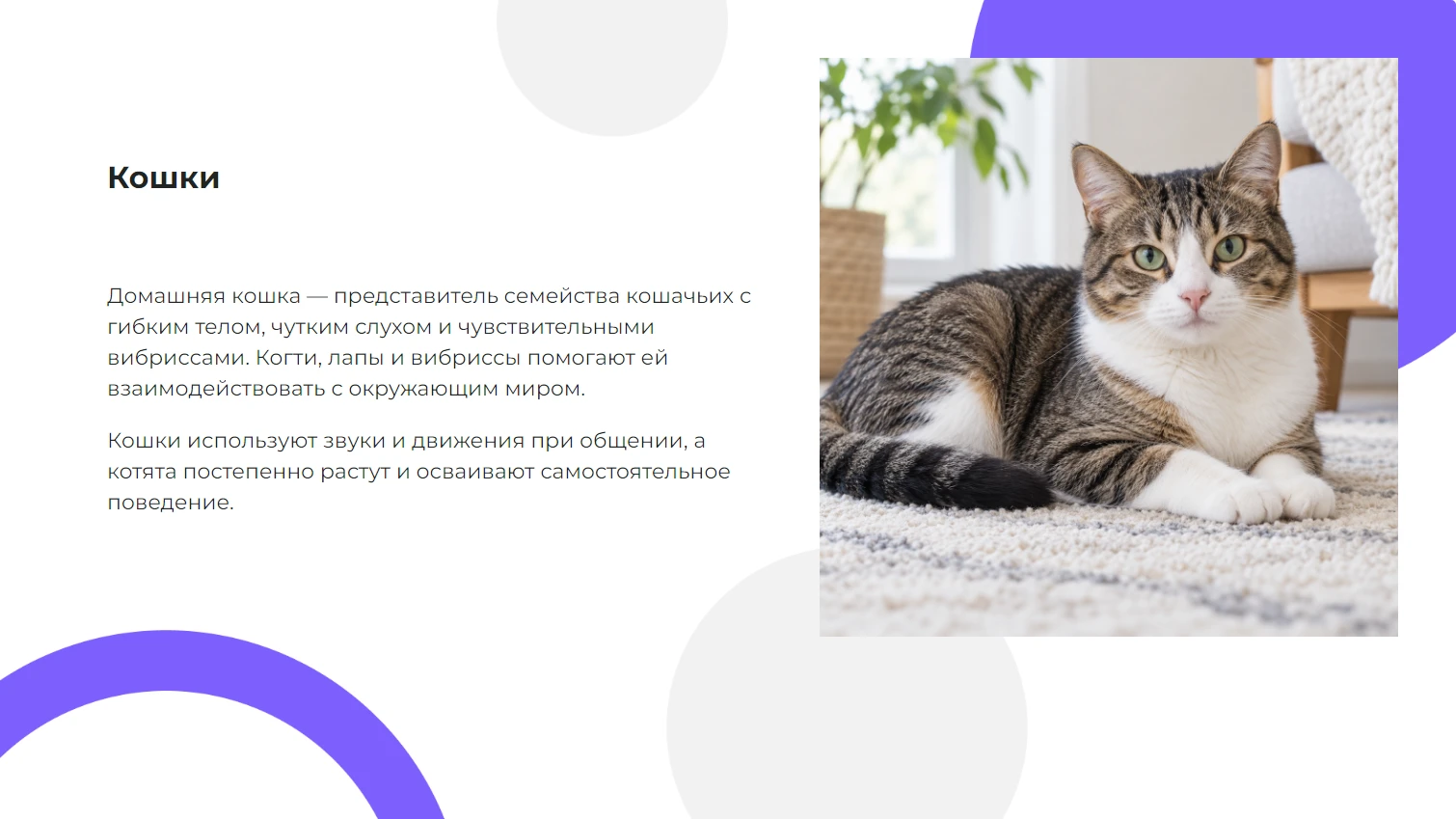 Кошки