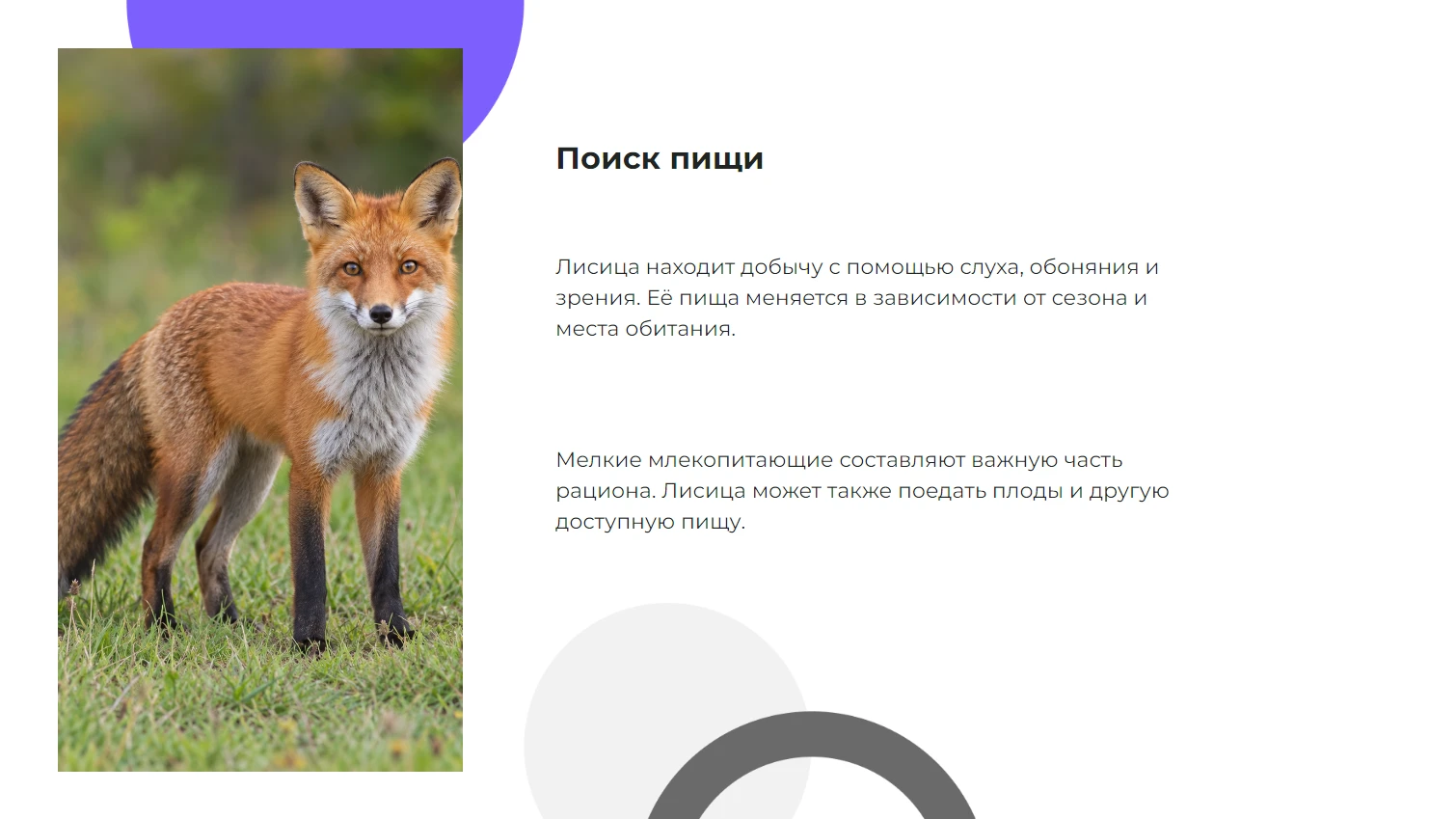 Поиск пищи