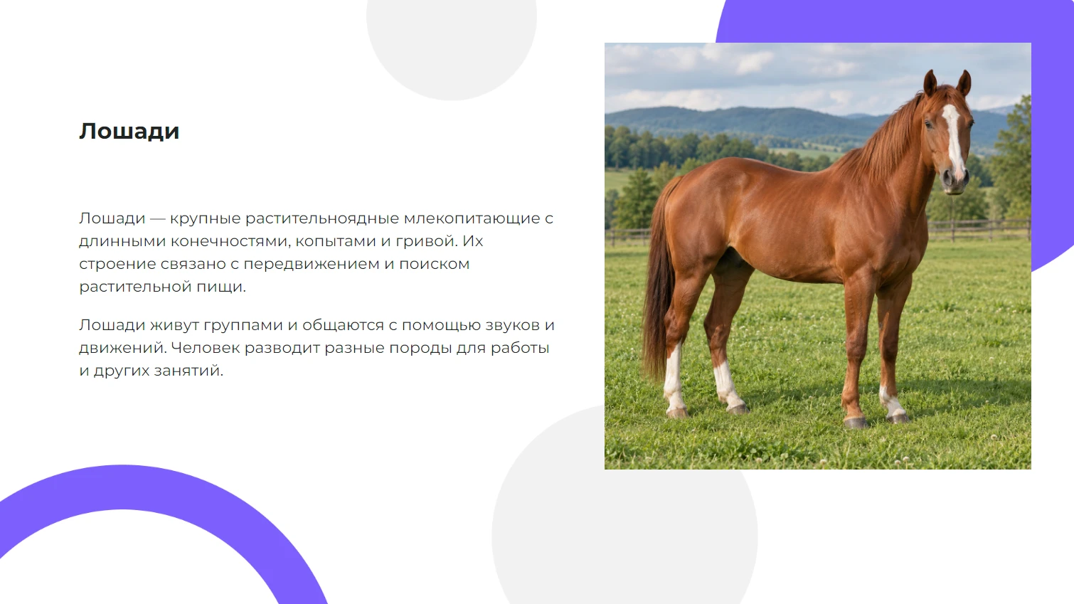 Лошади - готовая презентация по биологии