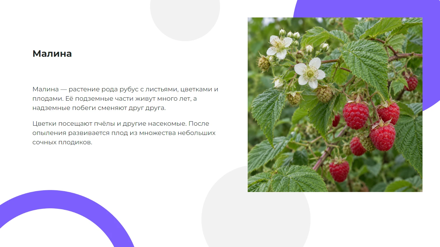 Малина - готовая презентация по биологии