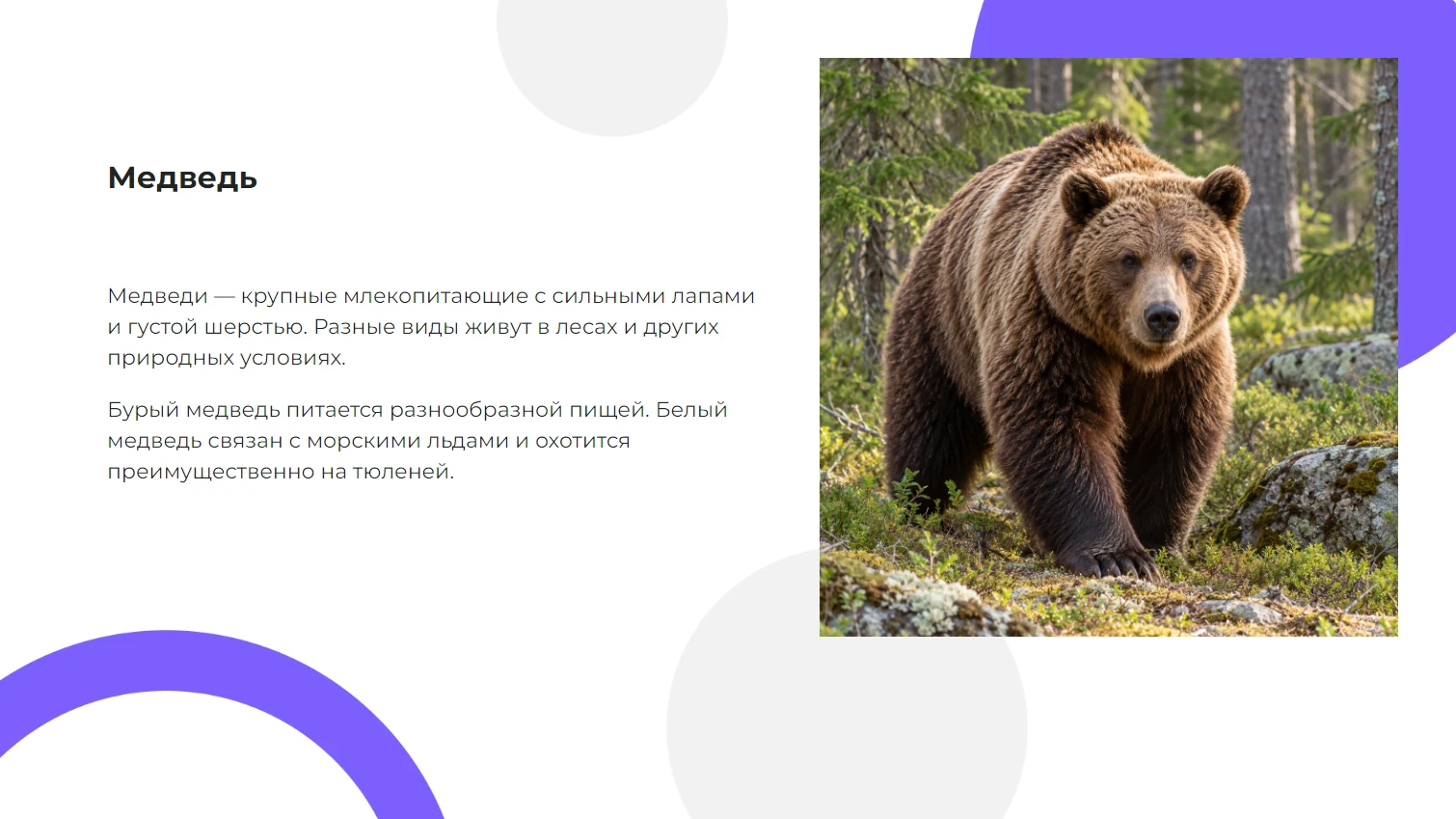 Медведь