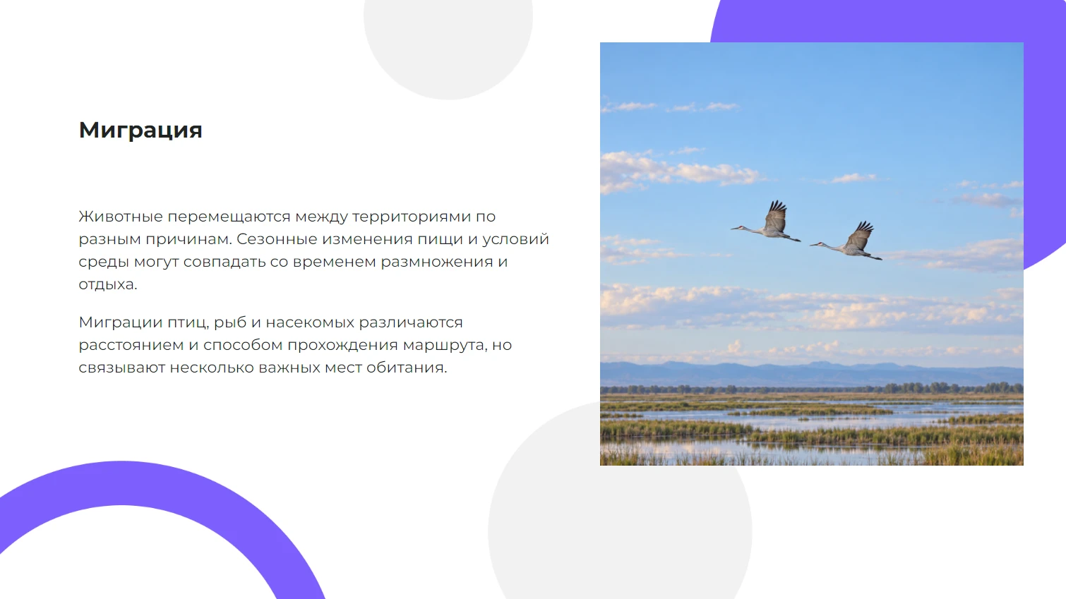 Миграция