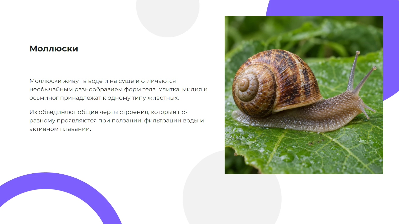Моллюски - готовая презентация по биологии