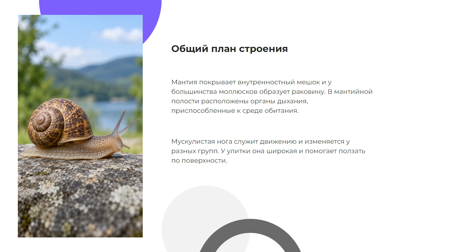 Общий план строения