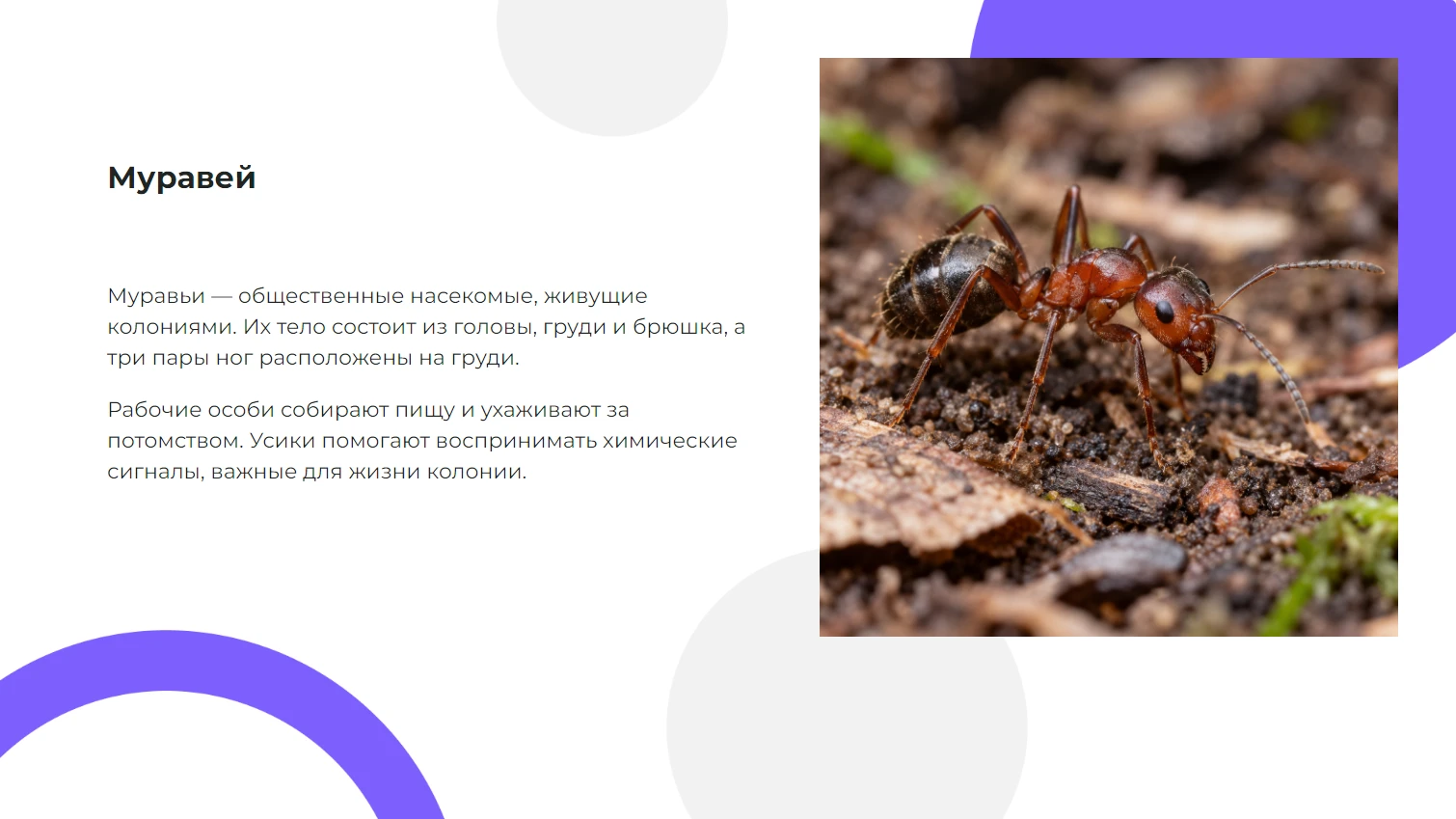 Муравей