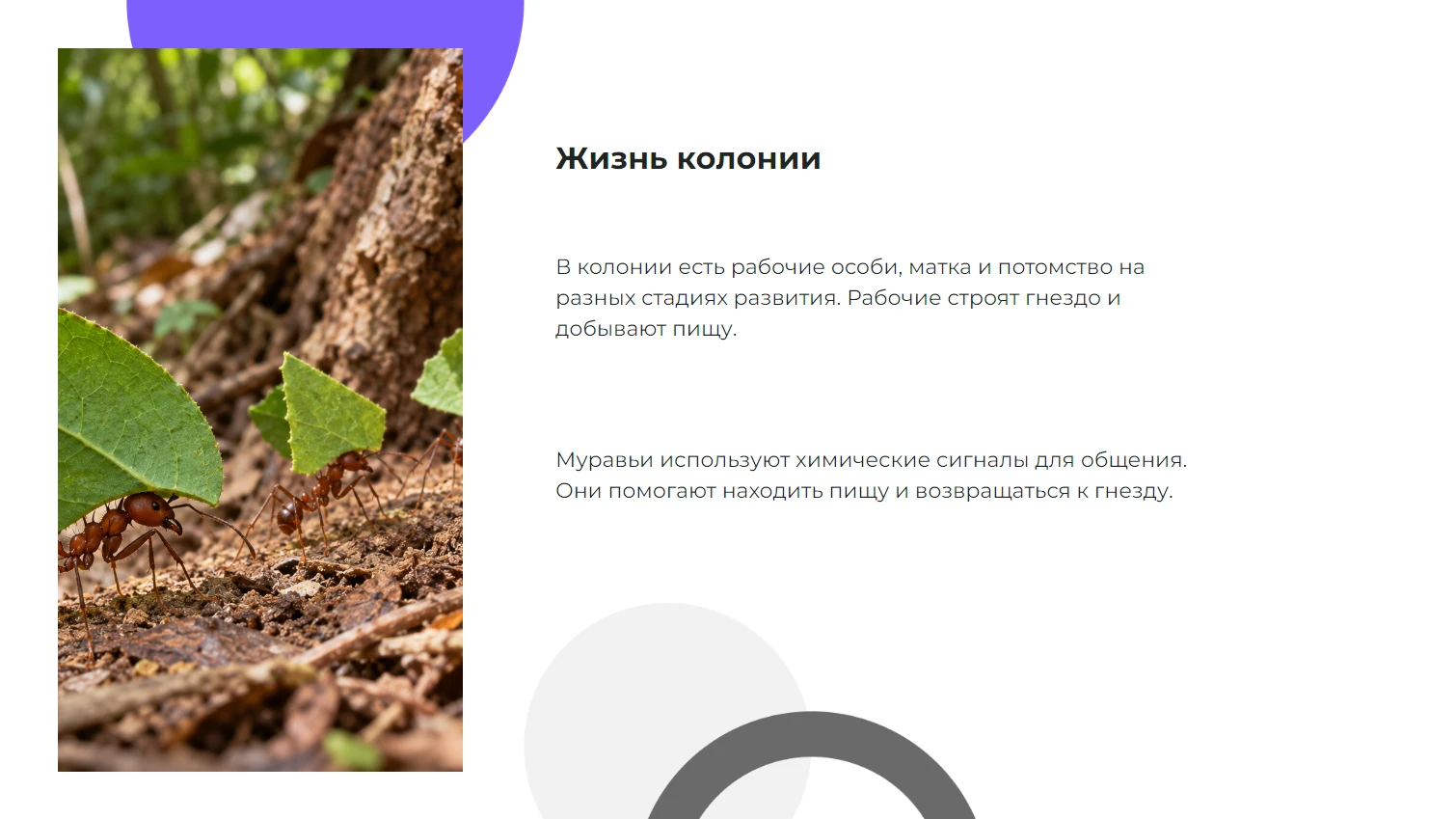 Жизнь колонии