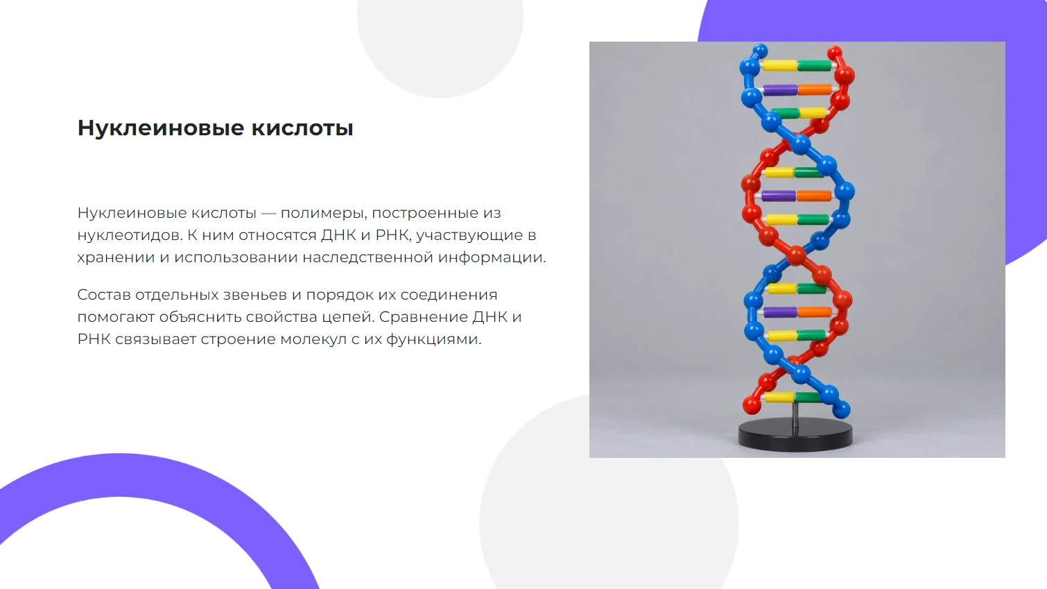 Нуклеиновые кислоты - готовая презентация по химии