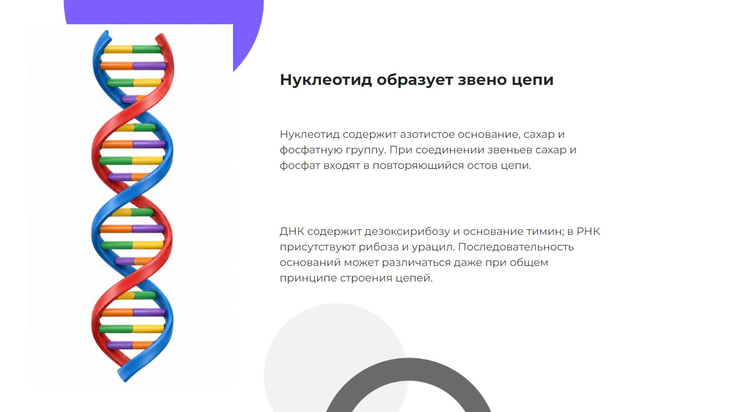 Нуклеотид образует звено цепи