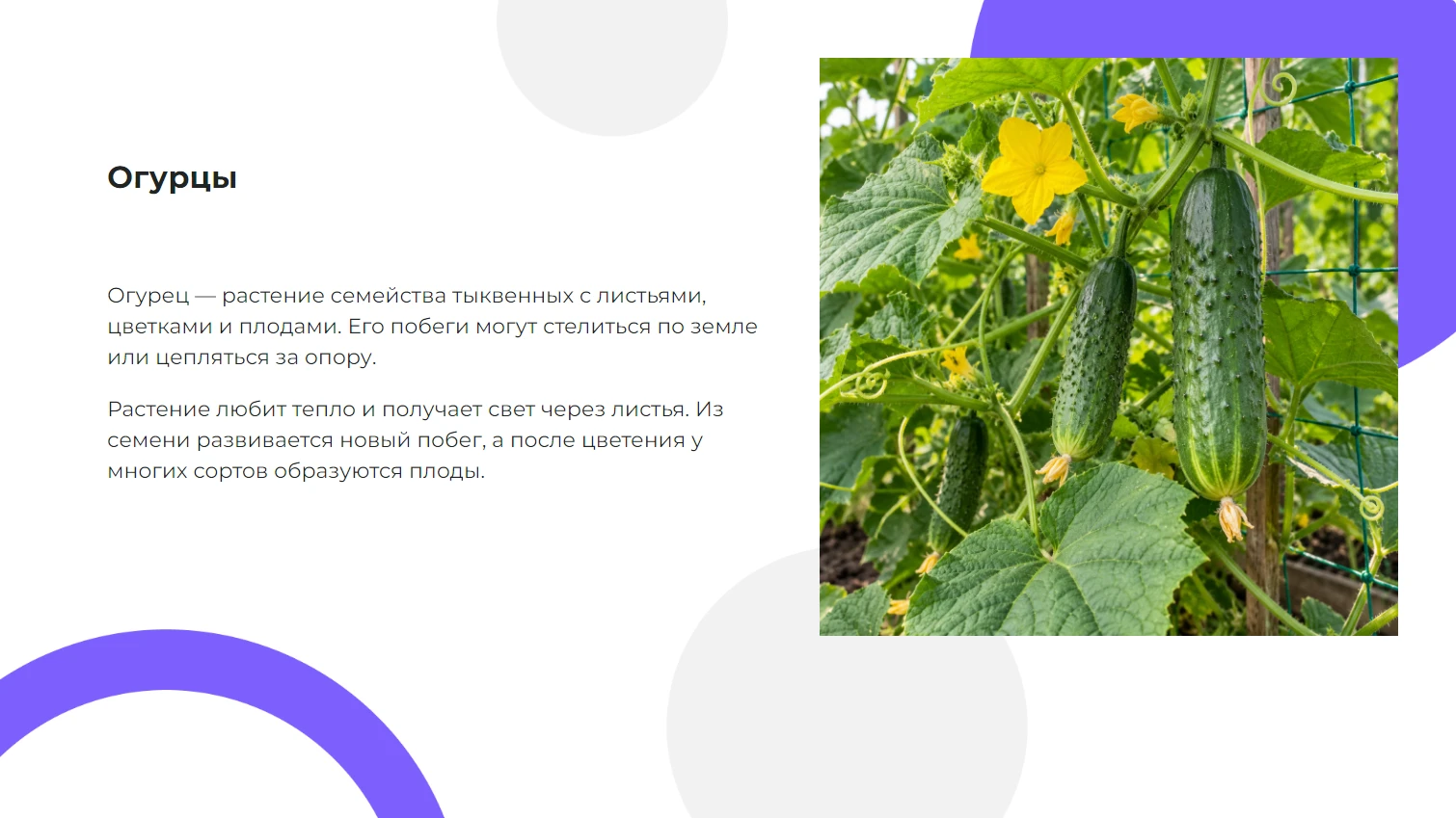 Огурцы