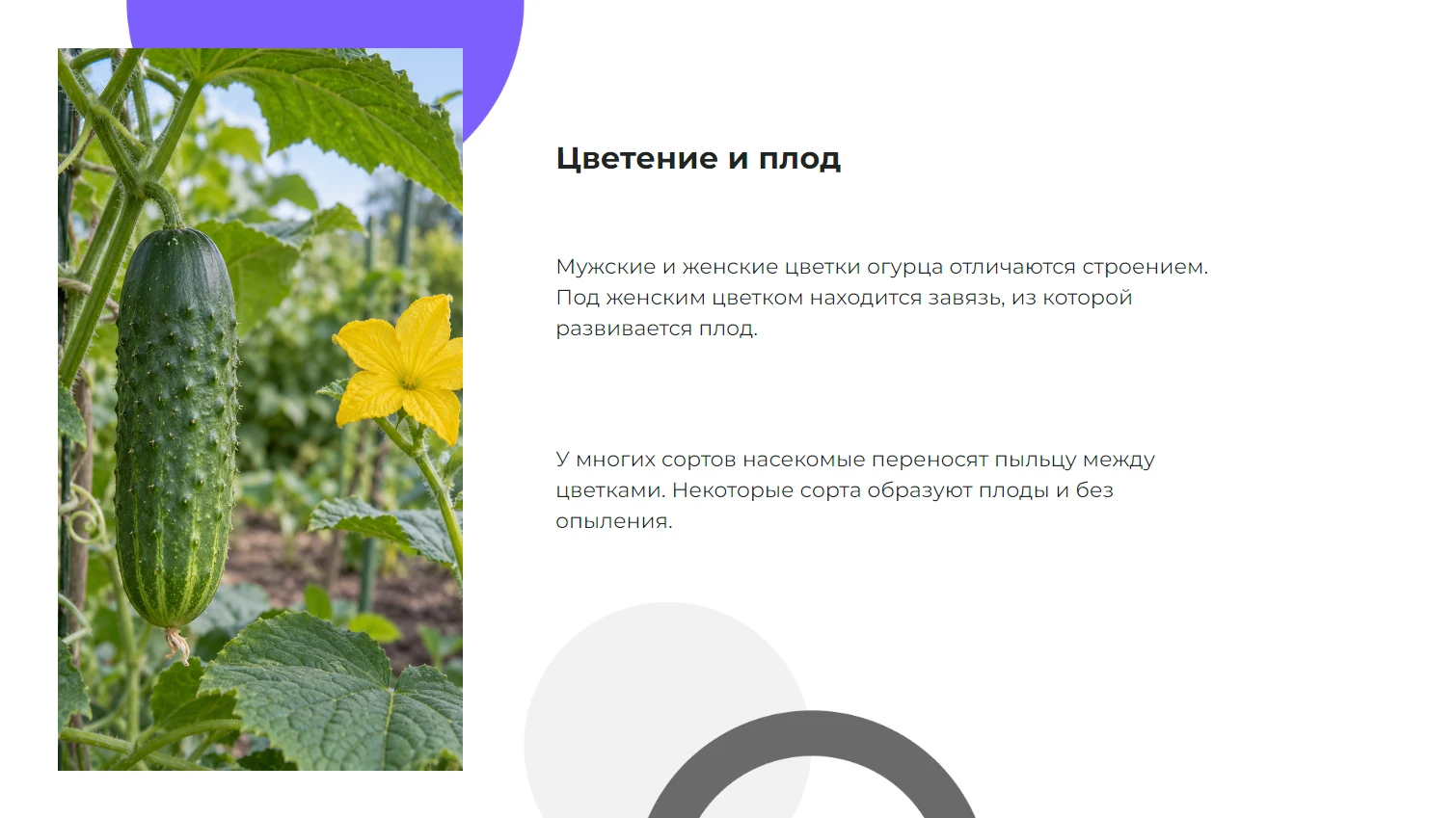 Цветение и плод