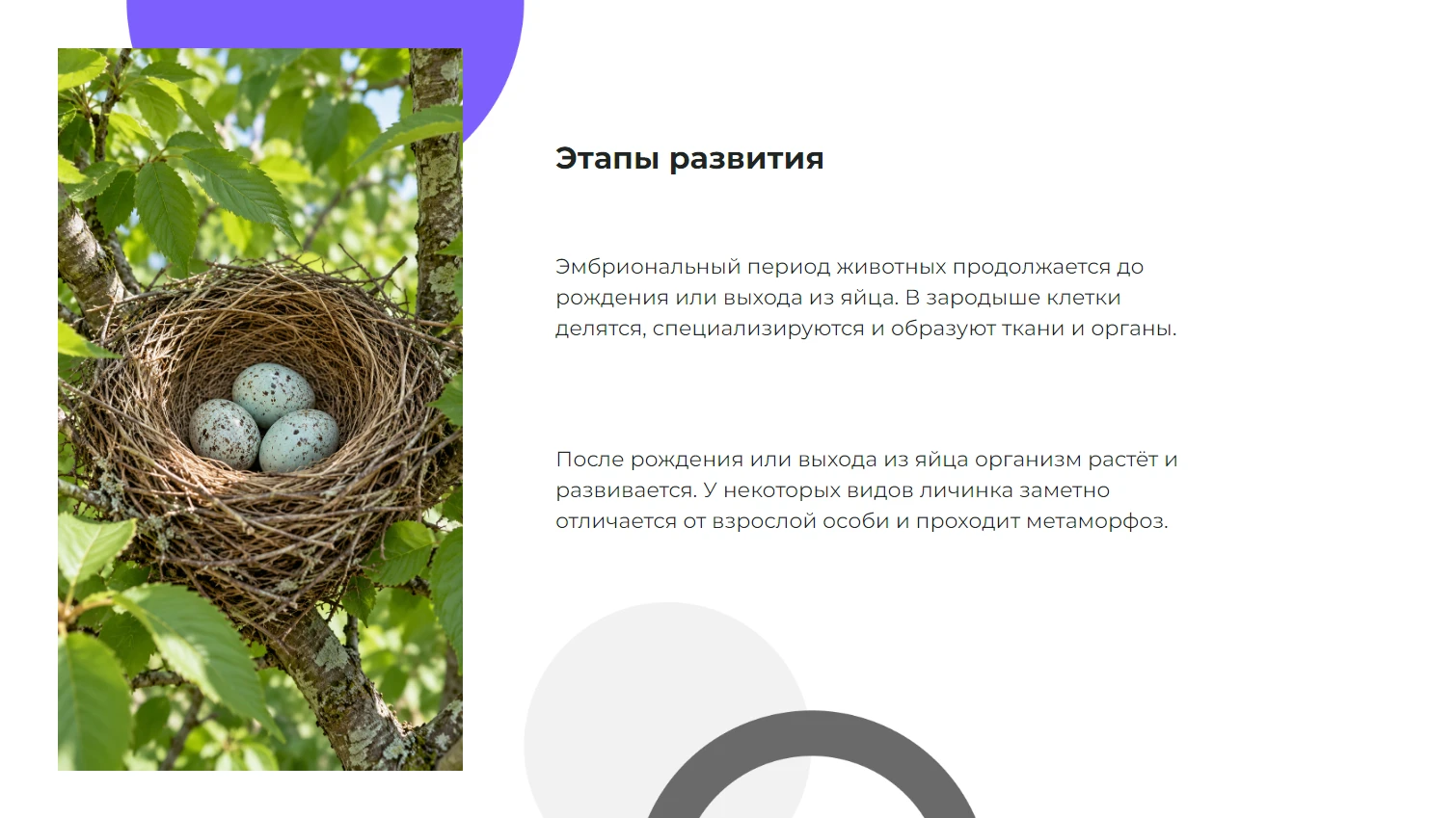 Этапы развития