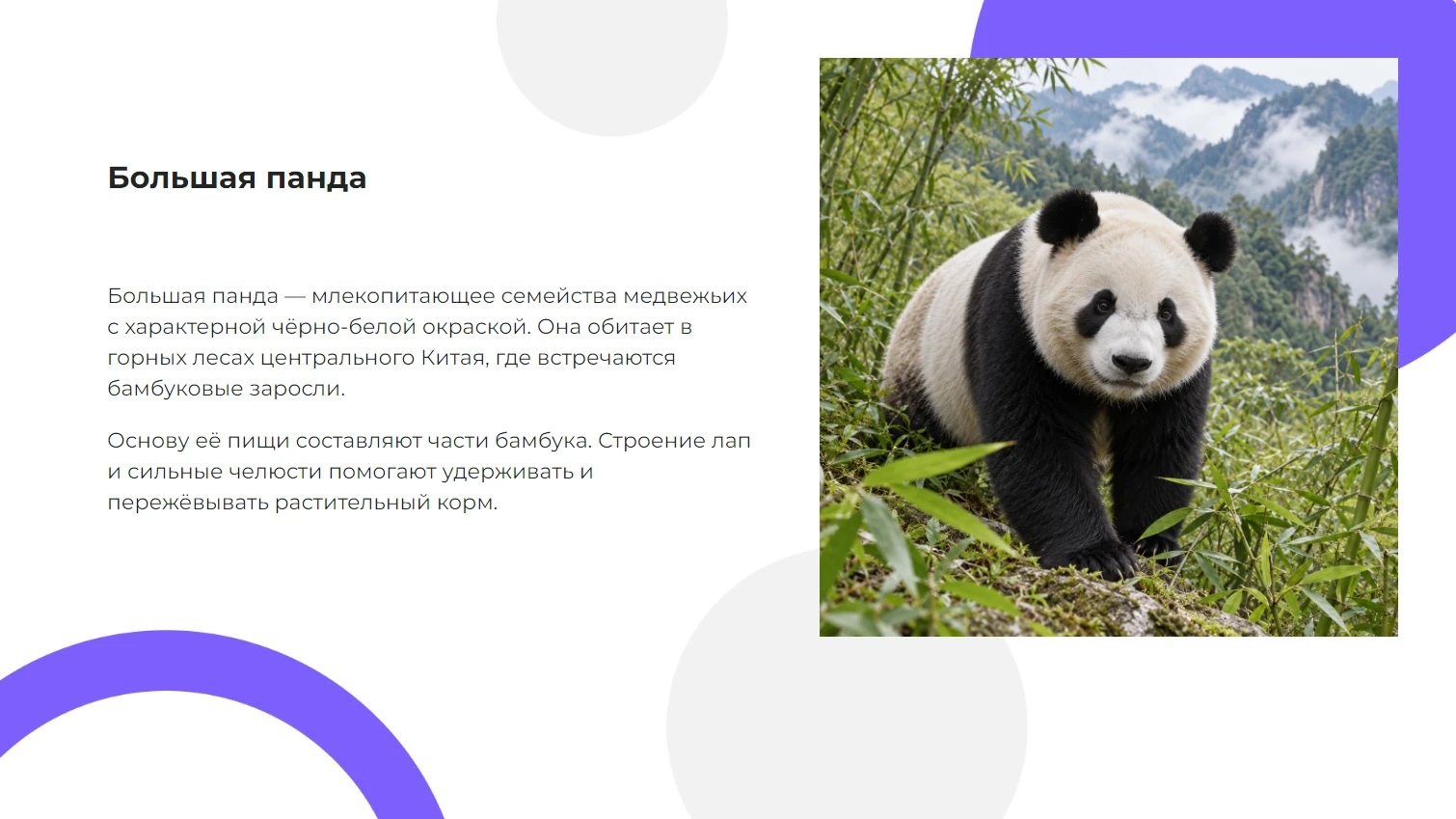 Панда - готовая презентация по биологии