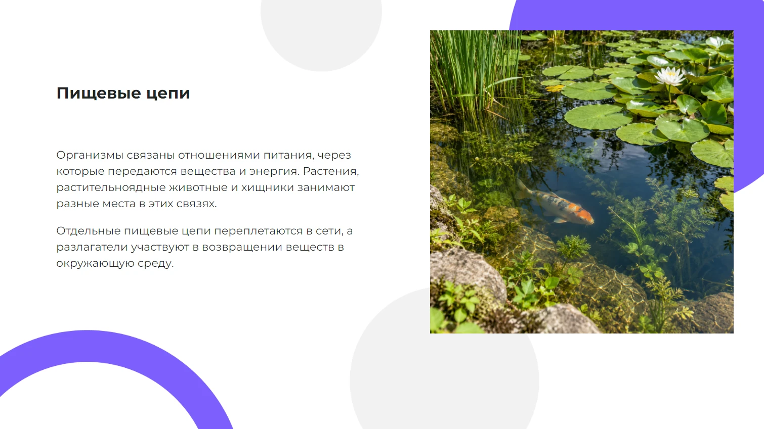 Пищевые цепи - готовая презентация по биологии