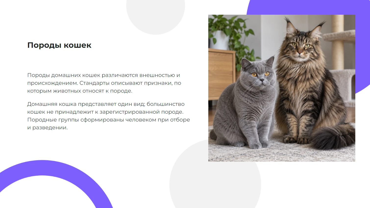 Породы кошек - готовая презентация