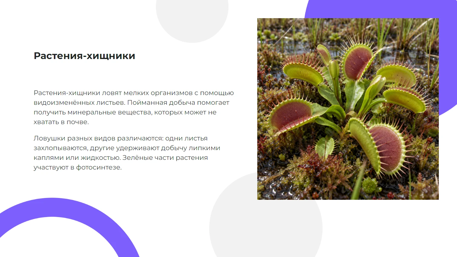 Растения - хищники - готовая презентация по биологии