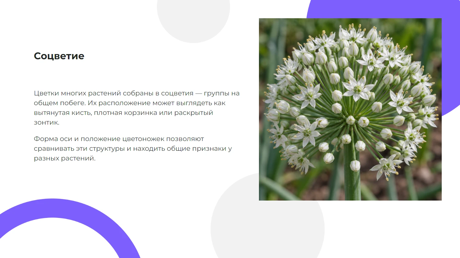 Соцветие