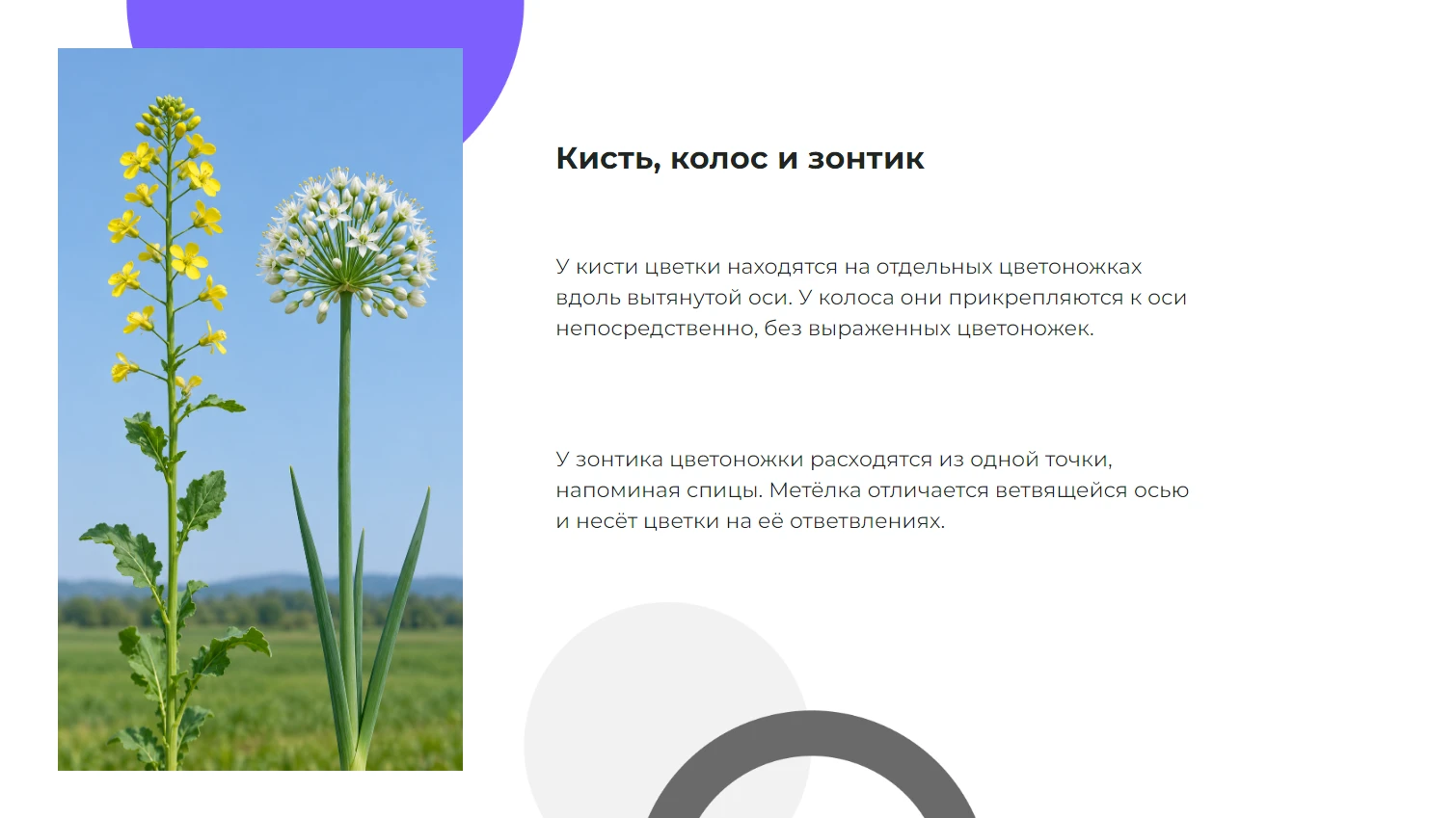 Кисть, колос и зонтик