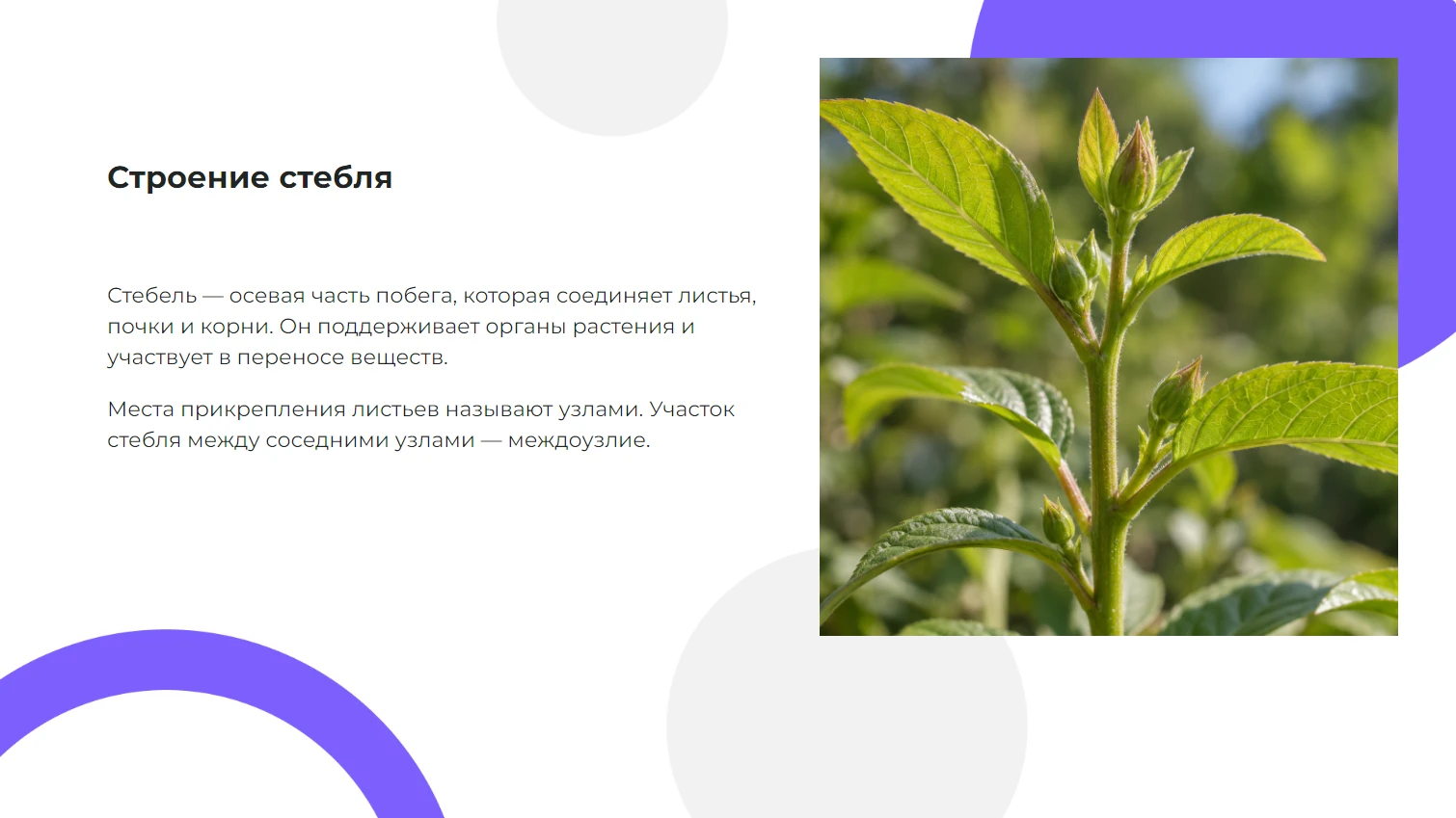 Строение стебля
