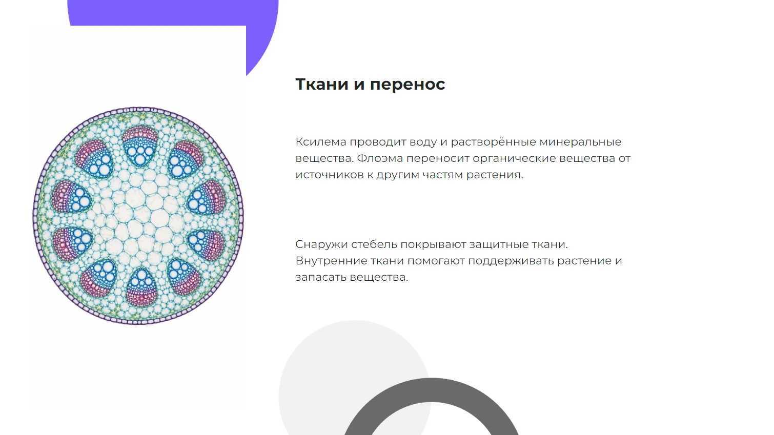 Ткани и перенос
