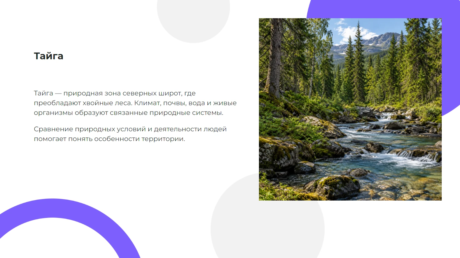 Тайга — готовая презентация по географии