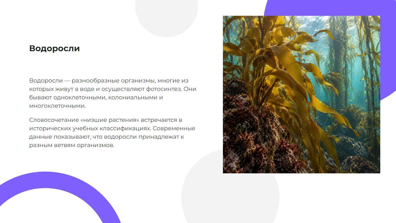 Водоросли