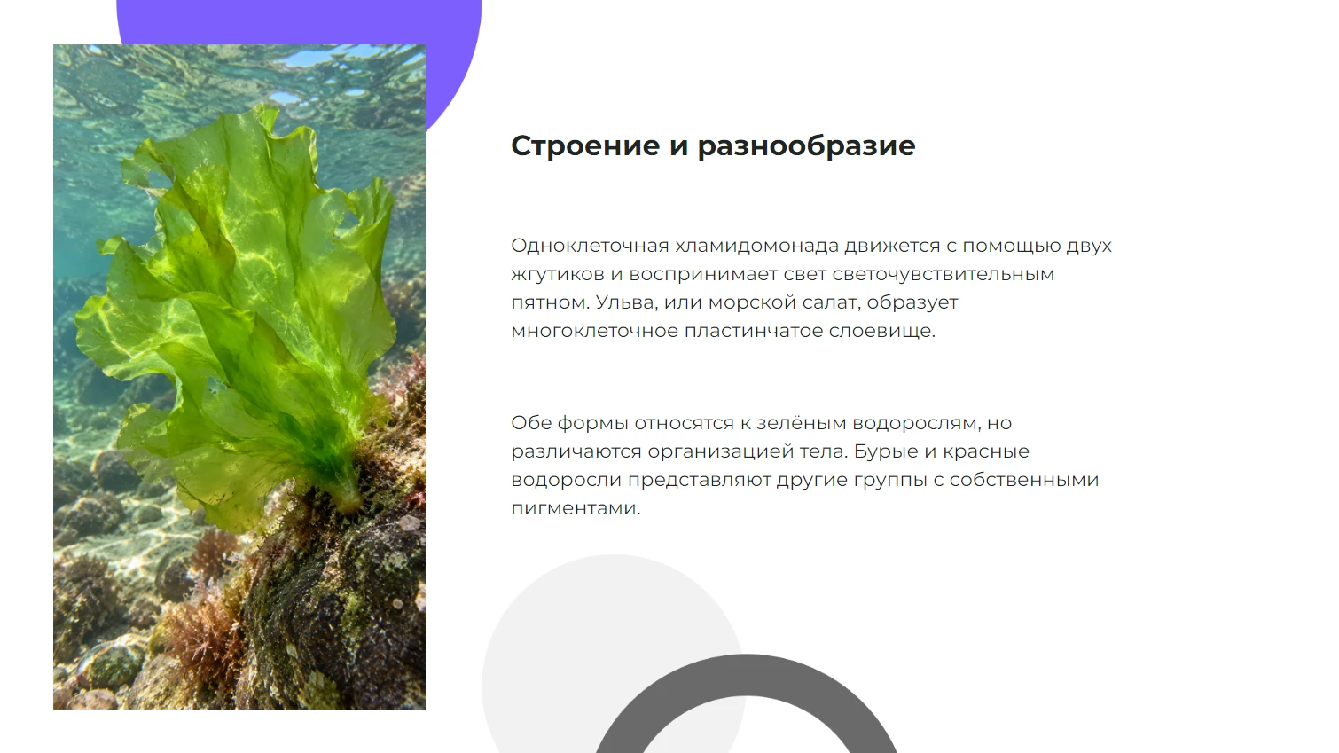 Строение и разнообразие