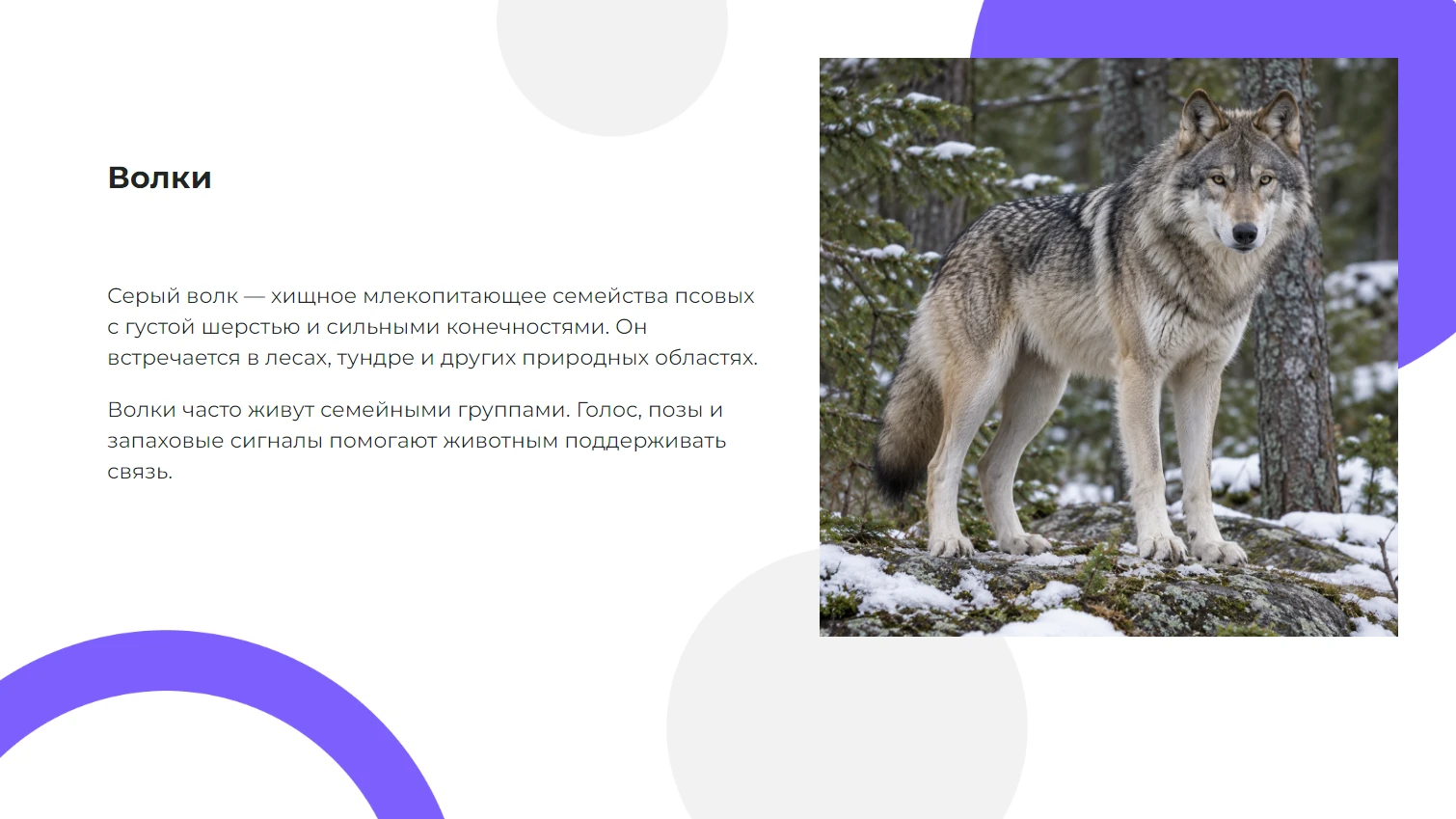 Волки