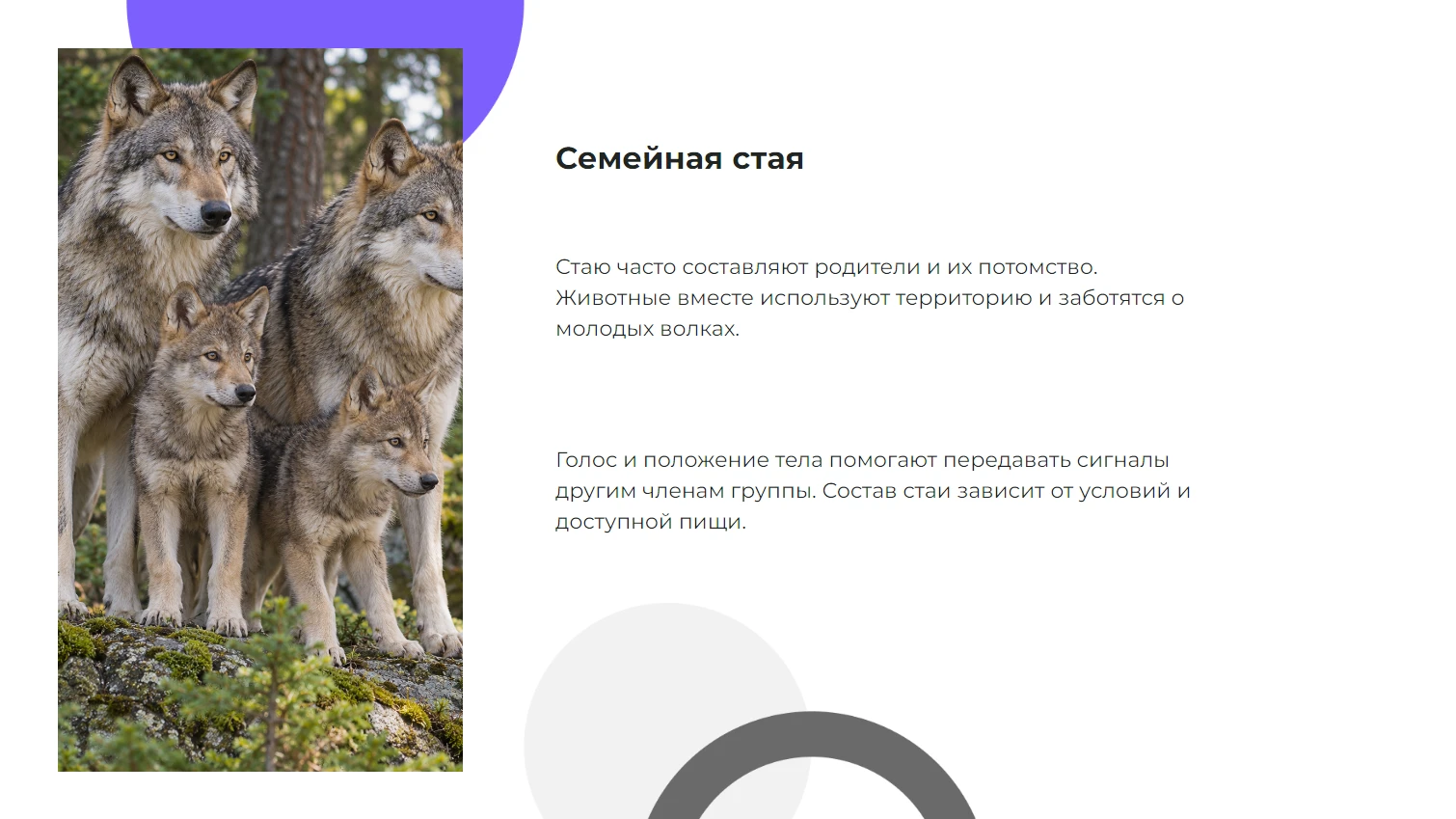 Семейная стая